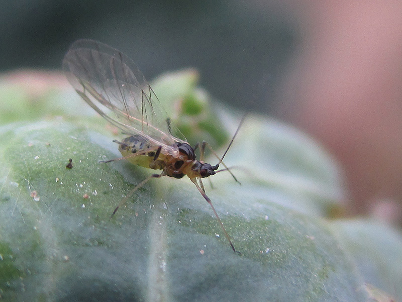 Winged Myzus are now being found on OSR crops, with risk of spreading TuYV.