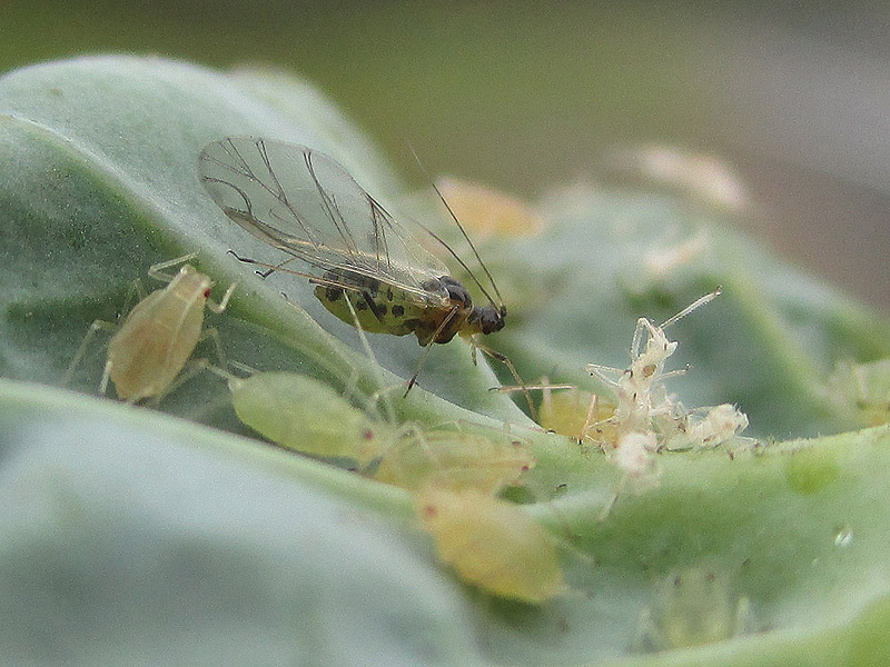 The build up of aphid colony numbers triggers adults to produce wings and migrate.