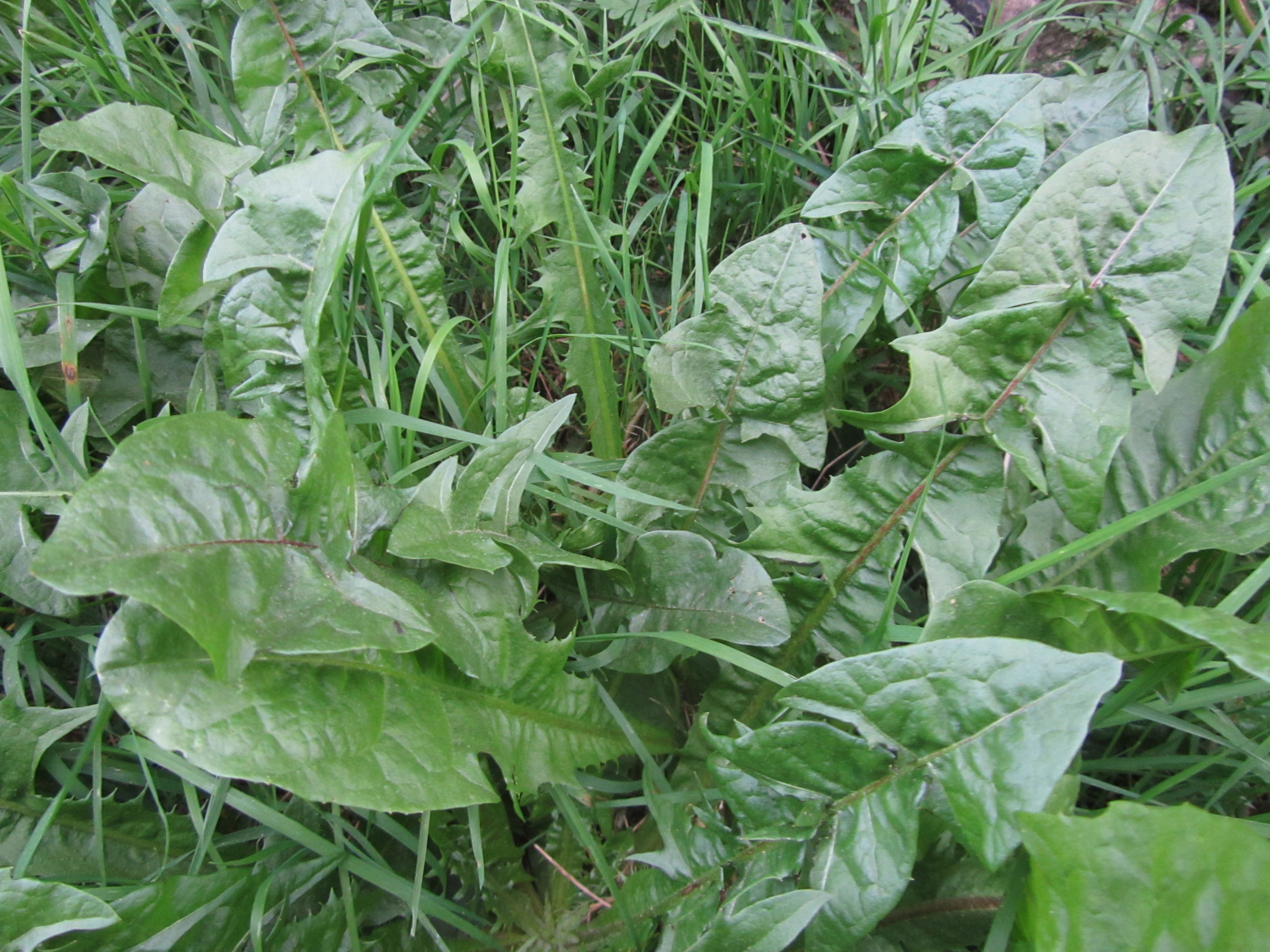 Dandelions are putting on leafy growth which is ideal for spraying with herbicide.