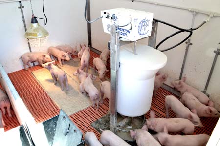 The QE nursery unit is equipped with a Transition feeder and the system has been shown to save thousands of  piglets on highly-productive farms.