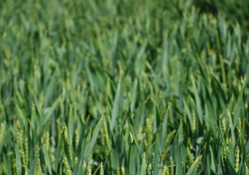 “It is important to recognise specific characteristics of wheats suited to this later dilled slot– they need to be strong tillering, with a fast ear development and growth habit in the spring,” adds Mr Granger.