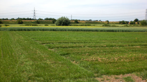 Grass Growing
