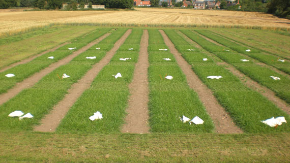Grass Plots
