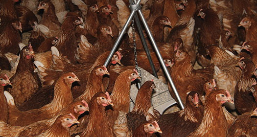 BFREPA members already utilise many ideas to reduce feather pecking like this Vencomatic pecking block developed in association with Bristol University