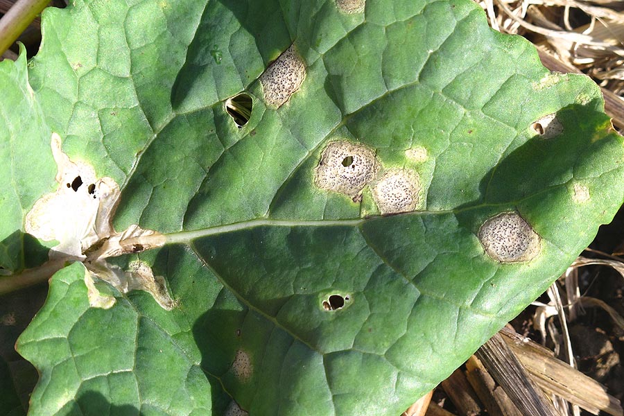 Phoma infections have bween increasing rapidly in recent weeks.