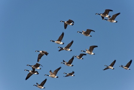 European Commission are investigating migrating birds as the cause of the outbreak