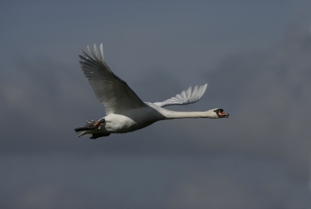 The Commission said that a species of wild swans might be carrying the virus without showing signs of disease