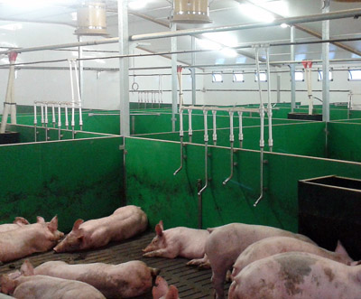 Water is vital to good growth and feed conversion. It is important to ensure that all pigs have access to drinkers at all heights at all times, says Tim Miller.