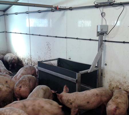 A growth sensor in use on a pig farm.  On-farm development has resulted in greater accuracy of information retrieval. 