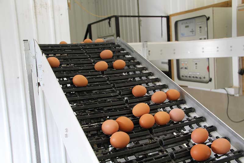 The purpose of defining Class A eggs is to fix the quality characteristics to guarantee that consumers are buying a high quality eggs.