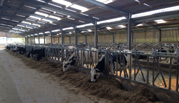 Housed cattle. Photo courtesy of Francis Cosgrave