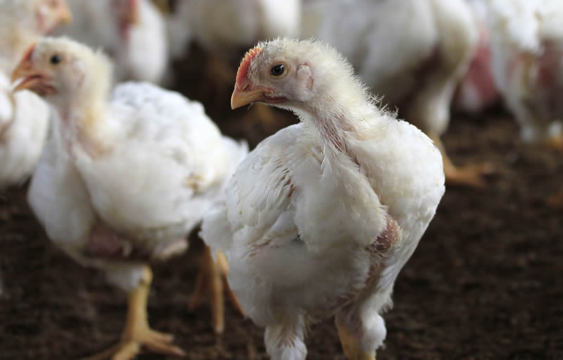 Avian influenza has been confirmed in chickens on a farm in Hampshire - although Government officials say it is a low risk cas