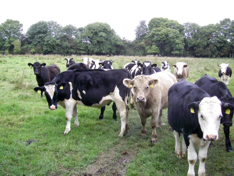 NFU calls for action from Government to help the British dairy sector