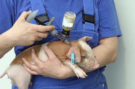 Piglets are injected with a single shot of Ecoporc Shiga vaccine from four days old to protect against oedema