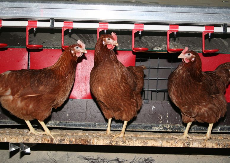 The water drunk by a hen shows up in the egg it produces and Longhand says it is able to test the isotope marker in the egg to identify its place of origin