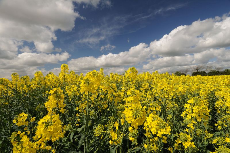 Symetra - protect green leaf from Sclerotinia infection on petal fall