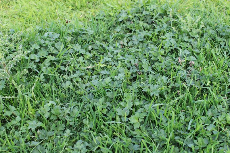 Spray buttercups when they are green and actively growing for best control.