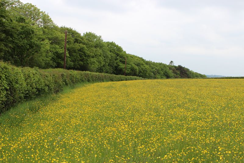It is too late to treat buttercups when they are flowering and the field is yellow.