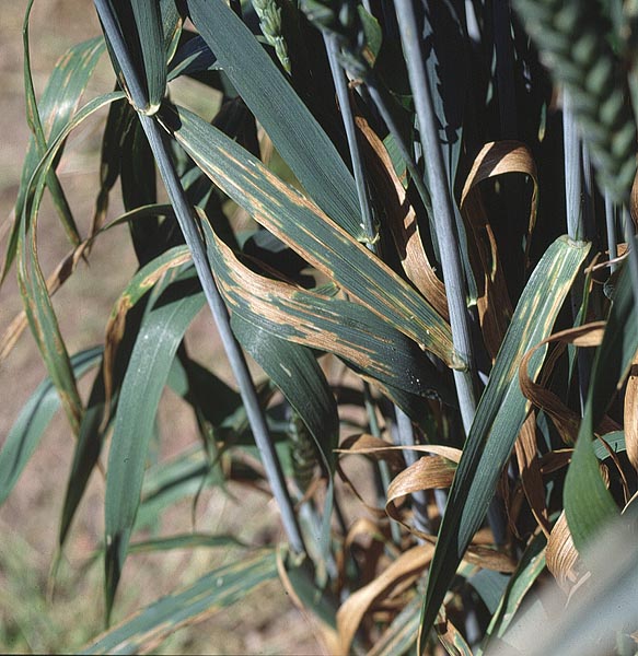 Septoria can be seen in the base of most  wheat varieties at present