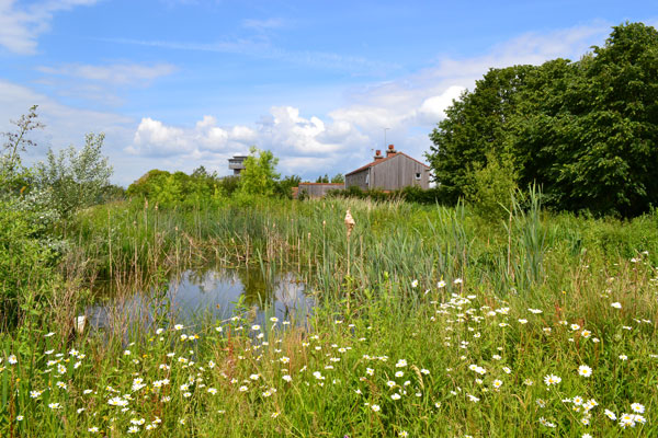 Millennium Wetland Treatment System at WWT Slimbridge - Credit Catherine McIlwraith