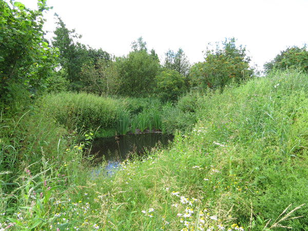 Powhillon Wetland Treatment system - eight months after construction - CreditCatherine McIlwraith.