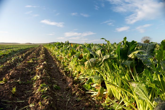 Sugar beet at harvest