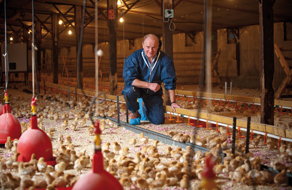 John Retson rears just over 400 thousand pullets a year. John told the Ranger, “Broadly speaking producers don’t care enough about the rearing of their pullets.”