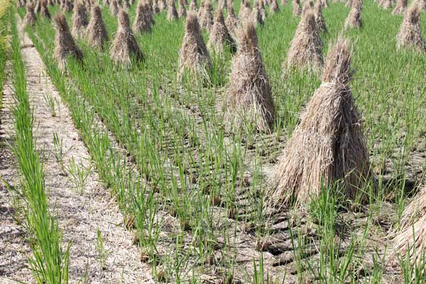 Rice straw feedstock for Landia GasMix in Nanjing