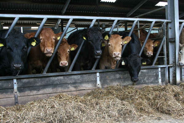 Finishing cattle at Peter Coates’ Old Buckley Farm