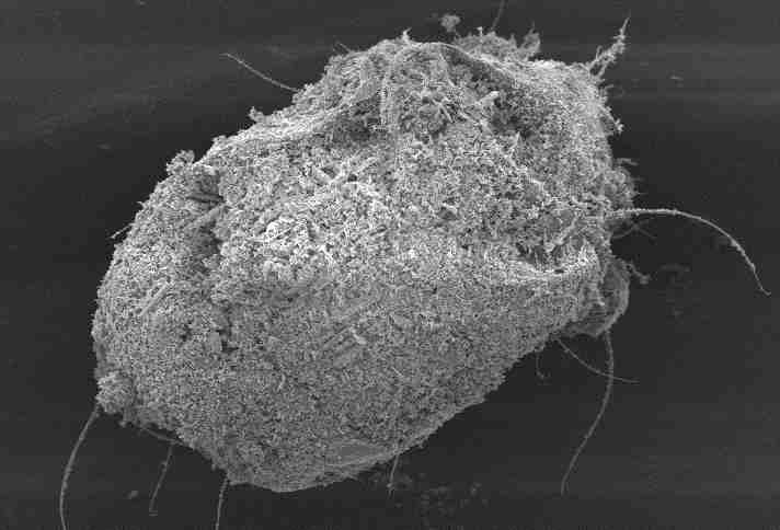 Flour mite