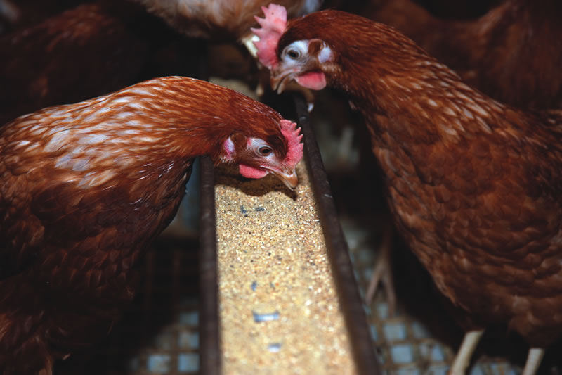 The tracker contract may not be suitable for producers who prefer to take the chance on the price of feed in the hope of making a batter margin