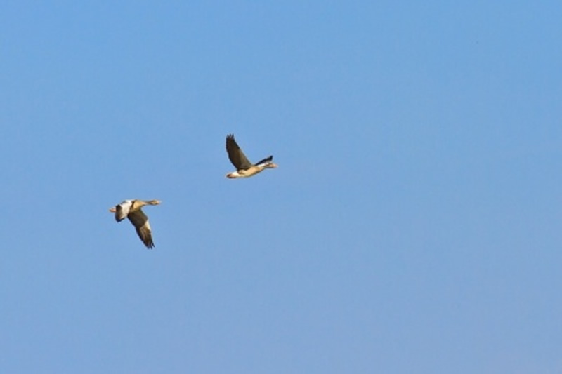 The concern was that the virus was now in “all wild waterfowl flyways” around the world.