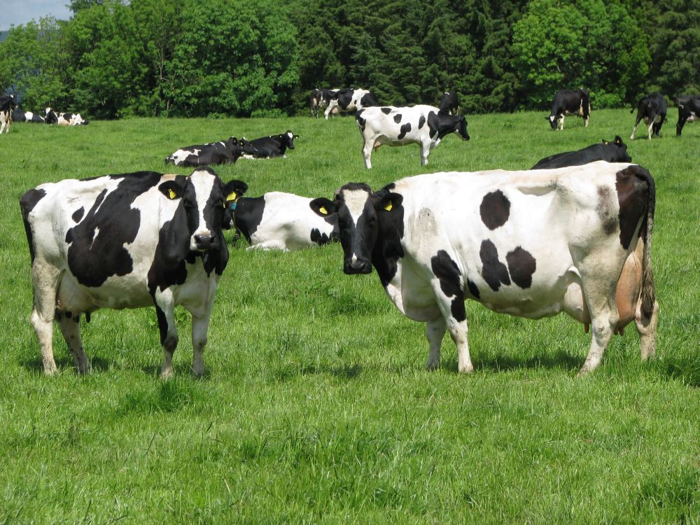 How To Start A Dairy Farm 15 Steps With Pictures WikiHow how-to-start-a-dairy-farm-15-steps-with-pictures-wikihow