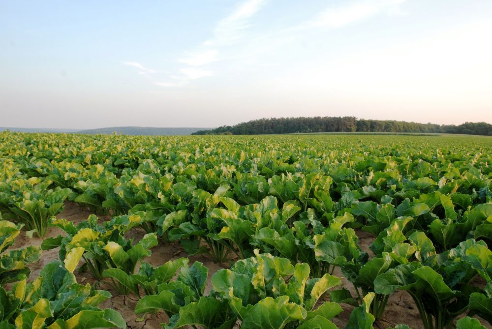 Sugar beet field