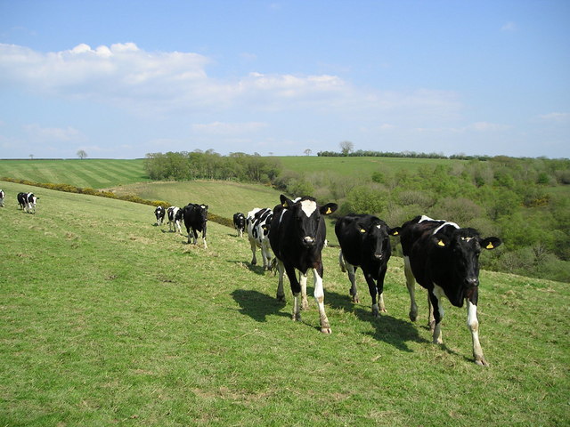 The company has given dairy farmer suppliers a month’s notice that its milk price will reduce by 1.0 ppl to 23.15 ppl from August 1, 2015