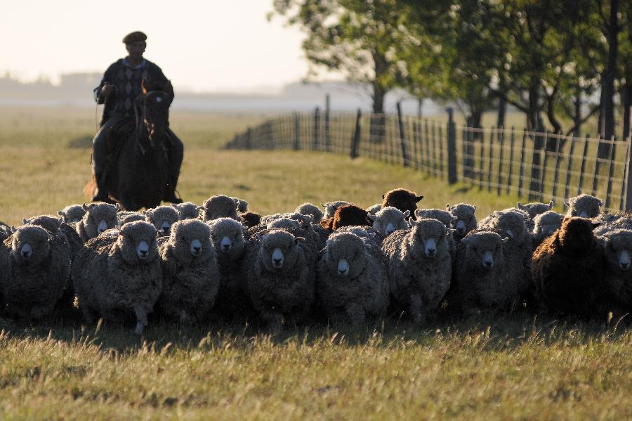 Sheep ranching in Uruguay