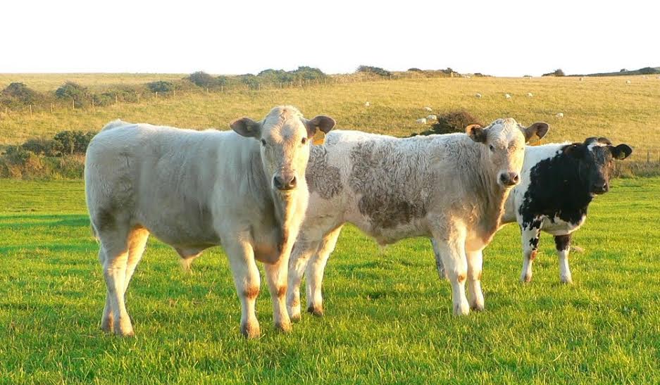 Implementing a parasite management plan that includes monitoring cattle growth rates, is the advice from COWS