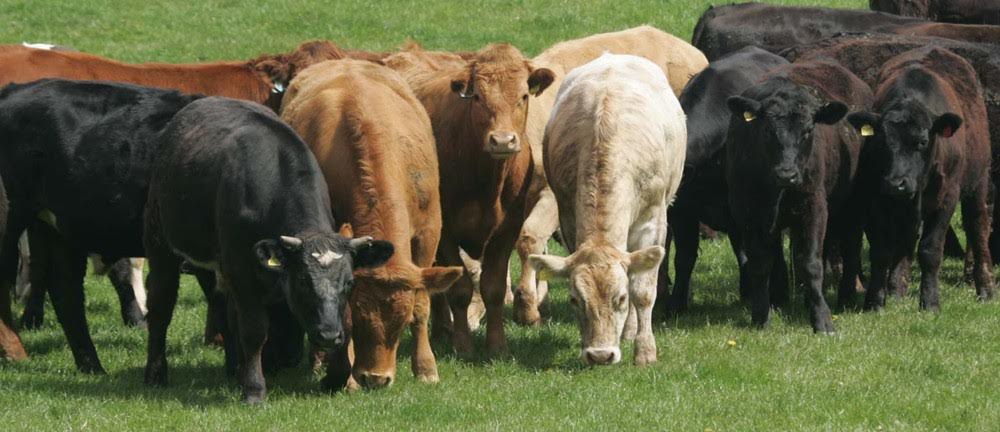 Monitor cattle growth rates to keep on top of worms - FarmingUK News