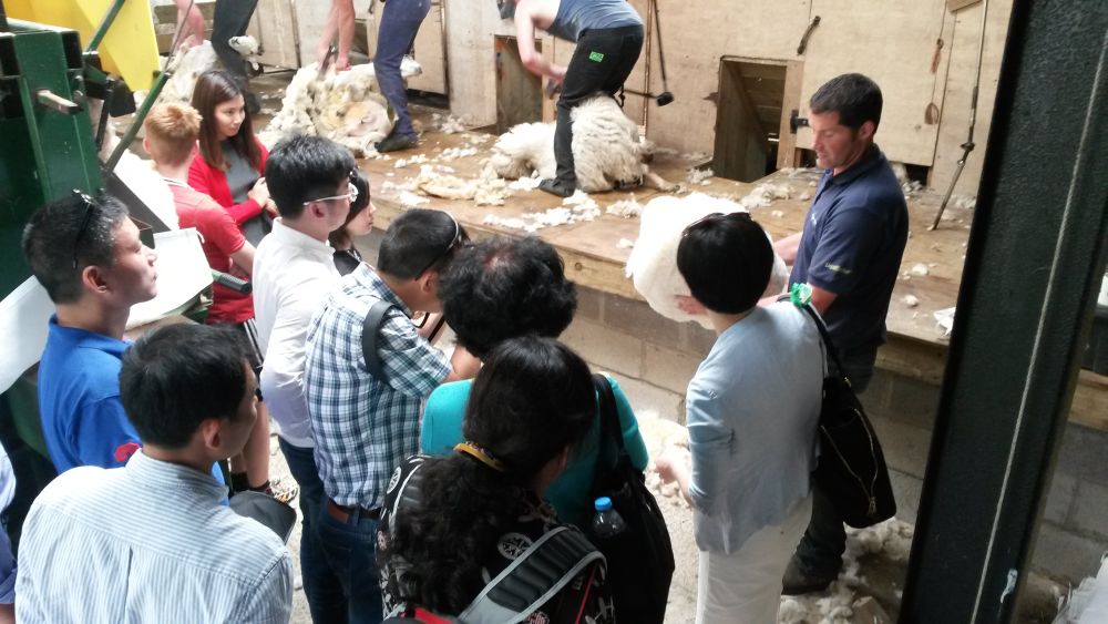 Chinese delegates watching shearing on farm at Nant Gwynant