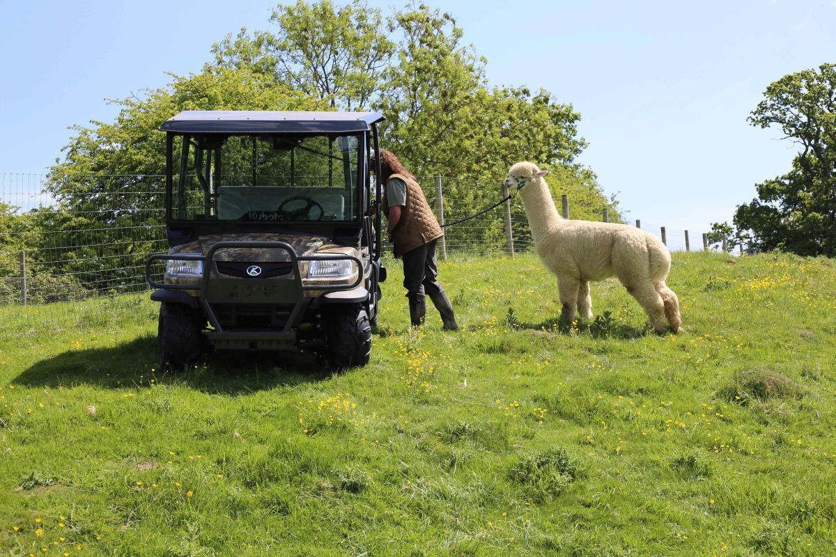 Helen Kendall Smith, owner of the Kensmyth Alpaca Stud, with the Kubota RTV1140