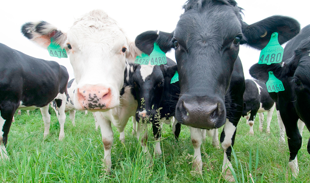  Milk quotas are now virtually worthless, but they can be claimed as an allowable tax-loss