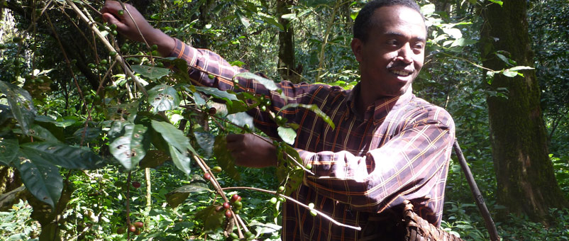 Farm Africa introduced PFM to replace command and control approaches to protecting forests and rangelands