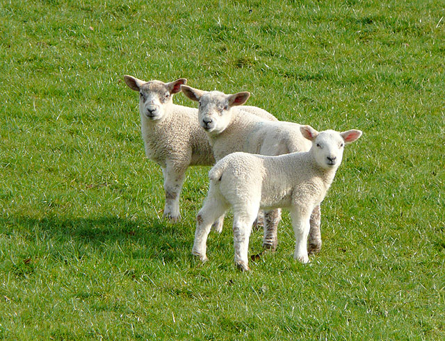 Consumers aren’t seeing as much of a drop in price as farmers are, which begs the question – who is profiting from lamb?