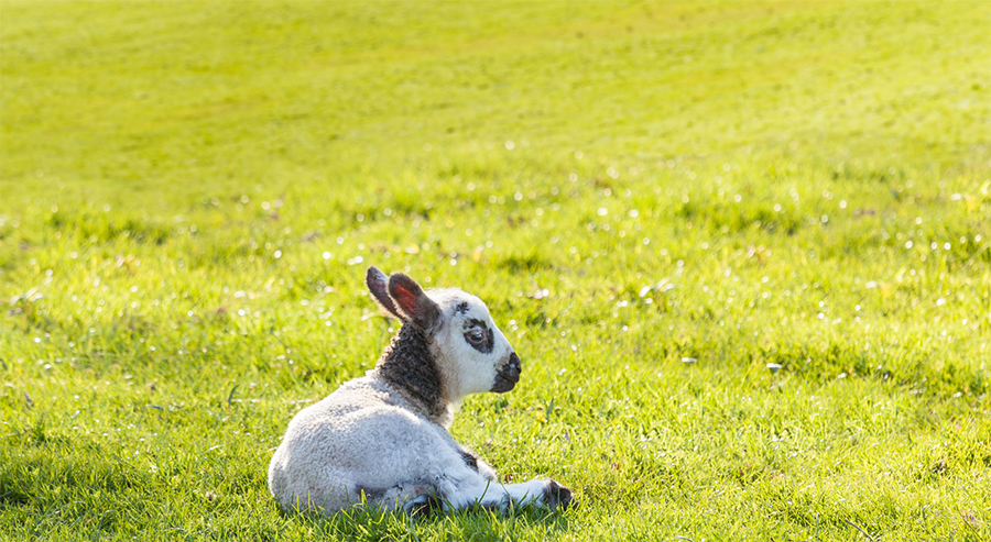 Lamb prices have dropped by around 20 per cent compared with the same period last year as total farm income continues to plummet