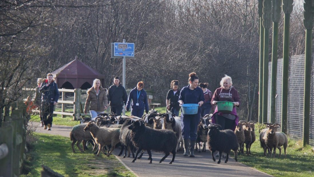 Bill Quay Community Farm needs to raise £50,000 by the end of August to ensure its survival and to feed and care for its animals