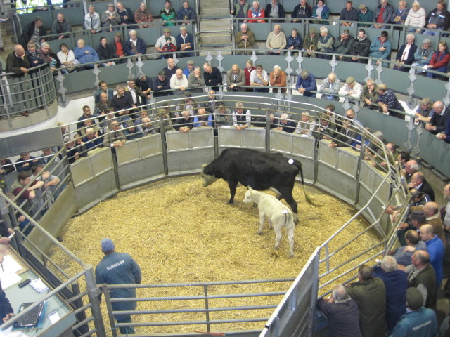 “There are alternative livestock markets in Derbyshire and the surrounding counties, but many are more than an hour’s drive away, which makes selling livestock much more inconvenient and longer journeys are more stressful for the animals"