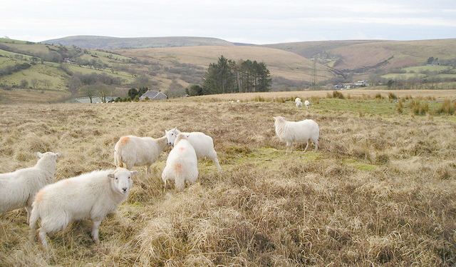 During the spring of 2013 a survey of more than 650 farmers in Welsh markets found that 76 percent had lost more lambs to foxes since 2005, while 96 percent confirmed lamb predation by foxes has an impact on their farm income