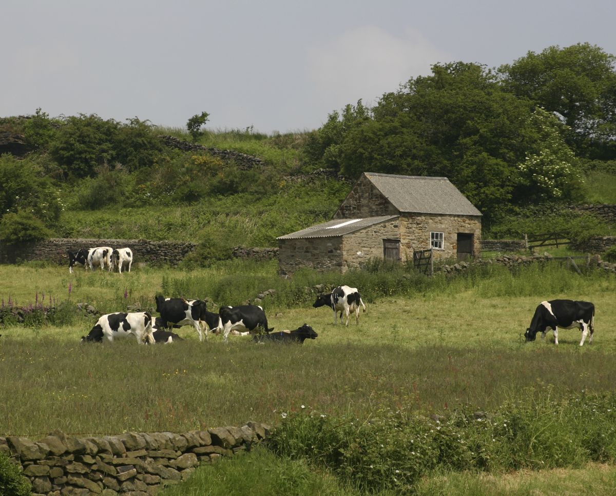 Share farming allows an existing farmer to find someone to work part of their land, in return they both share any profit or loss