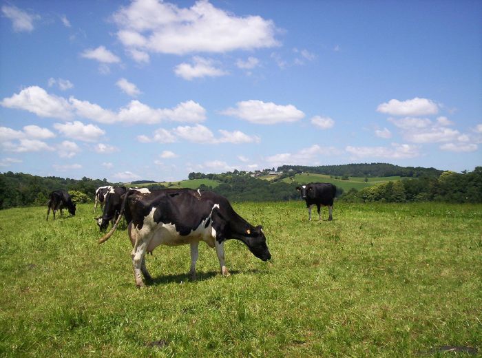 “Cheap today, gone tomorrow. That’s not just bad for farmers, it’s bad for processors, retailers and consumers", the NFU says