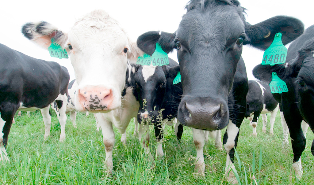 It is thought that of around 100 Scottish producers currently supply Graham’s, the majority will be affected by the cuts